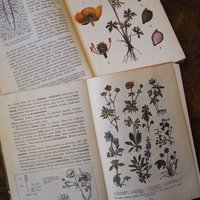 Vintage school books | Kasvioppi | Finnish nature books | Vintage botany school books | Vintage nature school books