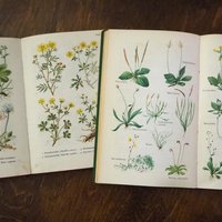 Vintage flower book set | Finnish flower books | Vintage botanical books | Illustrated flower books | Vintage floral illustrations
