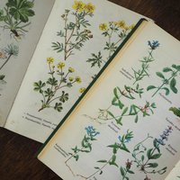 Vintage flower book set | Finnish flower books | Vintage botanical books | Illustrated flower books | Vintage floral illustrations