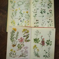 Vintage flower book set | Finnish flower books | Vintage botanical books | Illustrated flower books | Vintage floral illustrations