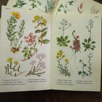Vintage flower book set | Finnish flower books | Vintage botanical books | Illustrated flower books | Vintage floral illustrations