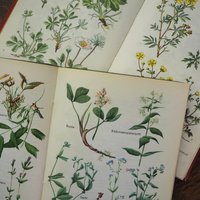 Vintage flower book set | Finnish flower books | Vintage botanical books | Illustrated flower books | Vintage floral illustrations