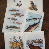 Vintage books | Scandinavian animal, bird and fish books | Illustrated bird, animal and fish books | Vintage illustrations | Finnish books