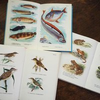 Vintage books | Scandinavian animal, bird and fish books | Illustrated bird, animal and fish books | Vintage illustrations | Finnish books
