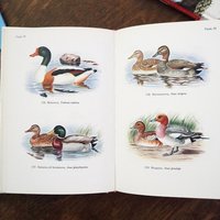 Vintage books | Scandinavian animal, bird and fish books | Illustrated bird, animal and fish books | Vintage illustrations | Finnish books