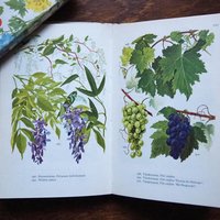 Vintage flower and plant book set | Finnish flower books | Vintage botanical books | Illustrated flower books | Vintage floral illustrations