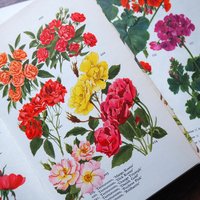 Vintage flower and plant book set | Finnish flower books | Vintage botanical books | Illustrated flower books | Vintage floral illustrations