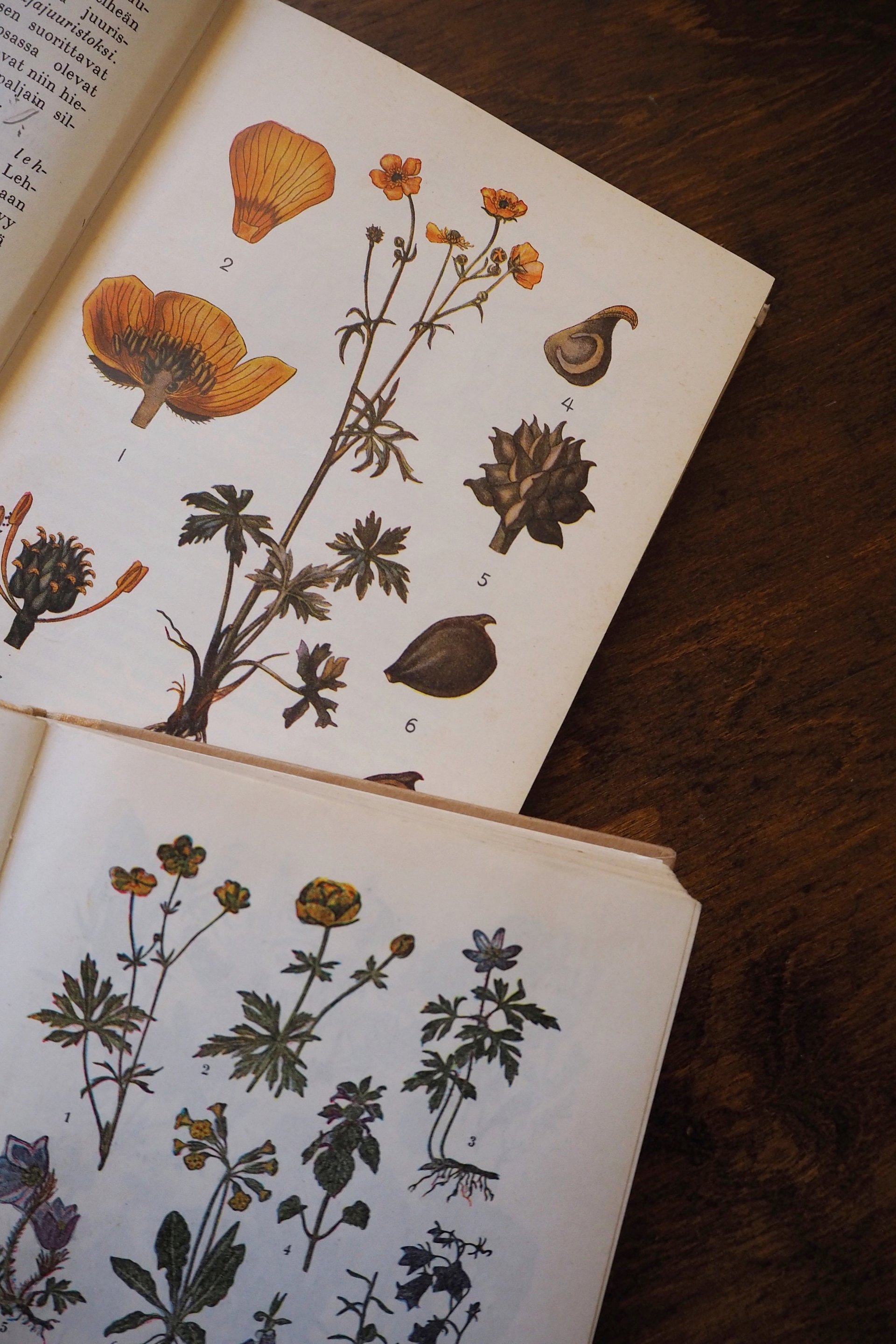 Vintage school books | Kasvioppi | Finnish nature books | Vintage botany school books | Vintage nature school books