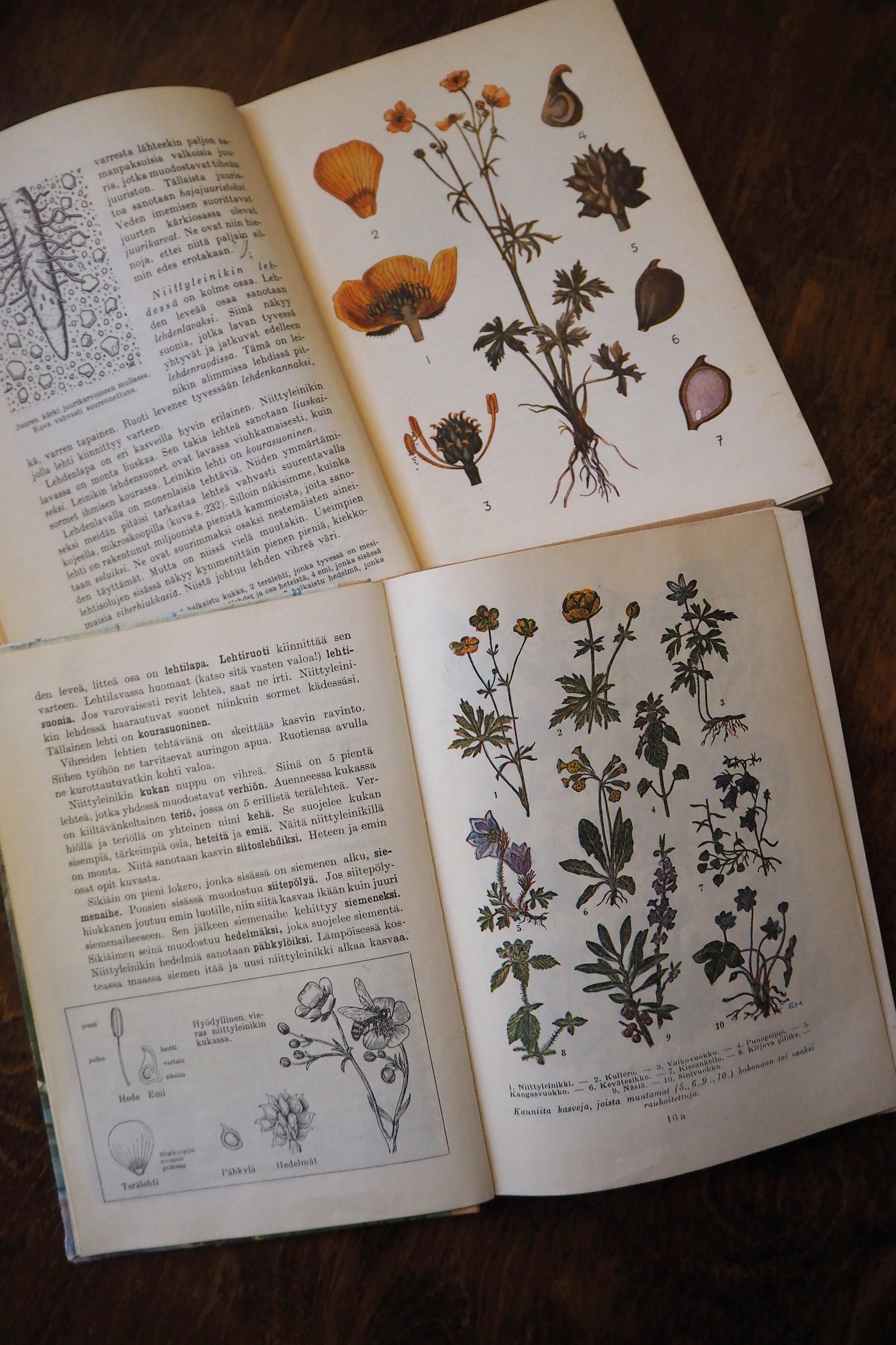 Vintage school books | Kasvioppi | Finnish nature books | Vintage botany school books | Vintage nature school books