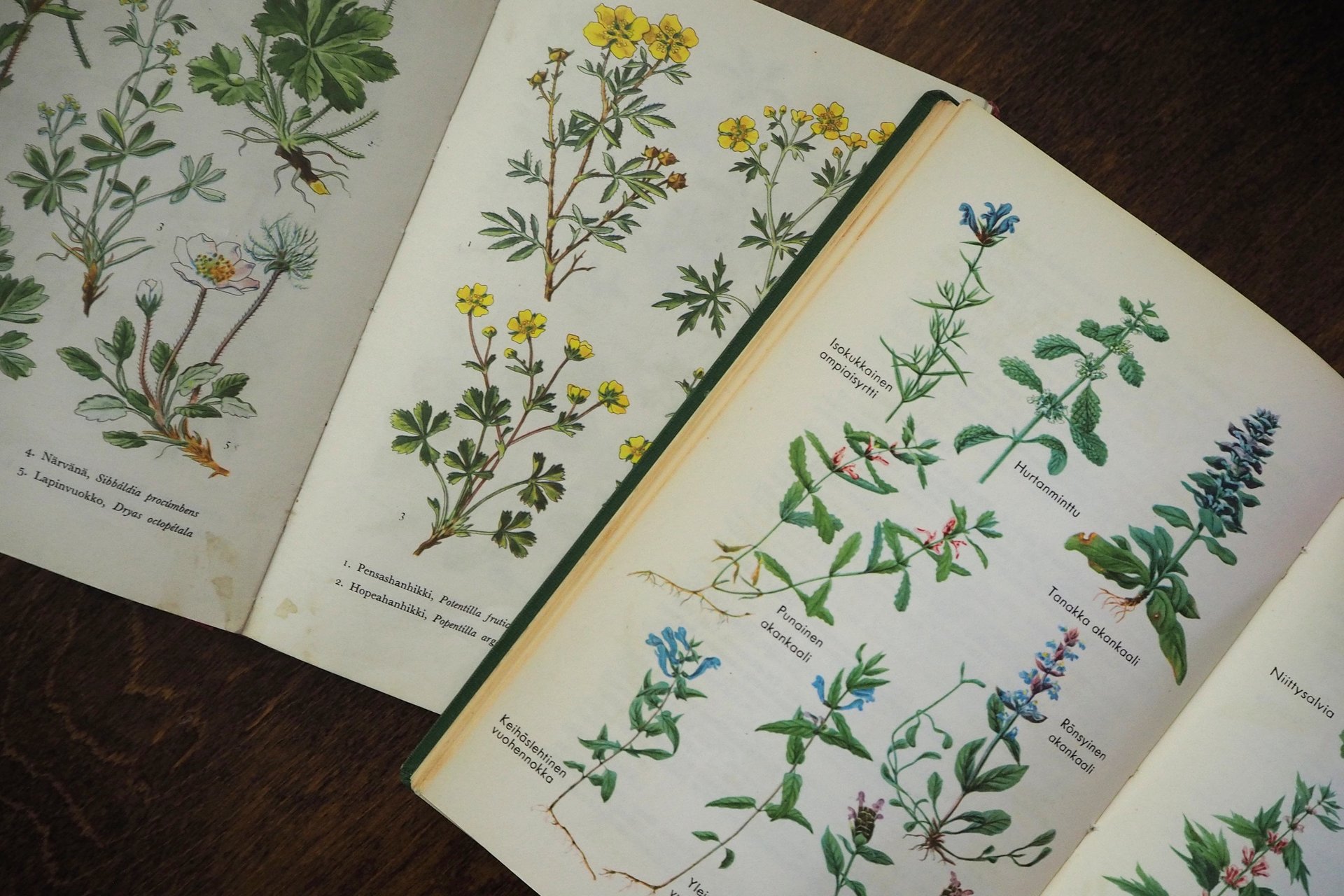 Vintage flower book set | Finnish flower books | Vintage botanical books | Illustrated flower books | Vintage floral illustrations