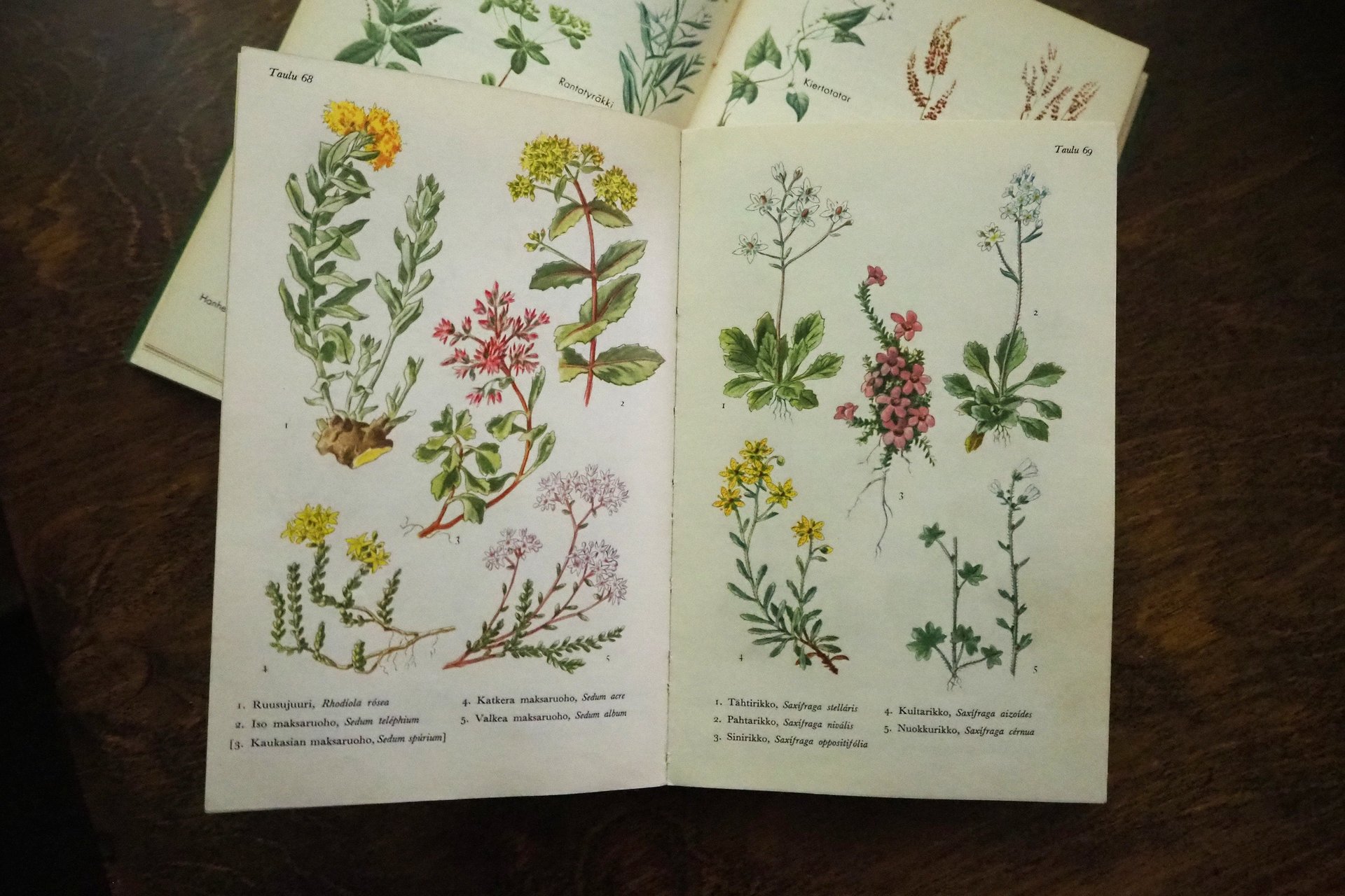 Vintage flower book set | Finnish flower books | Vintage botanical books | Illustrated flower books | Vintage floral illustrations