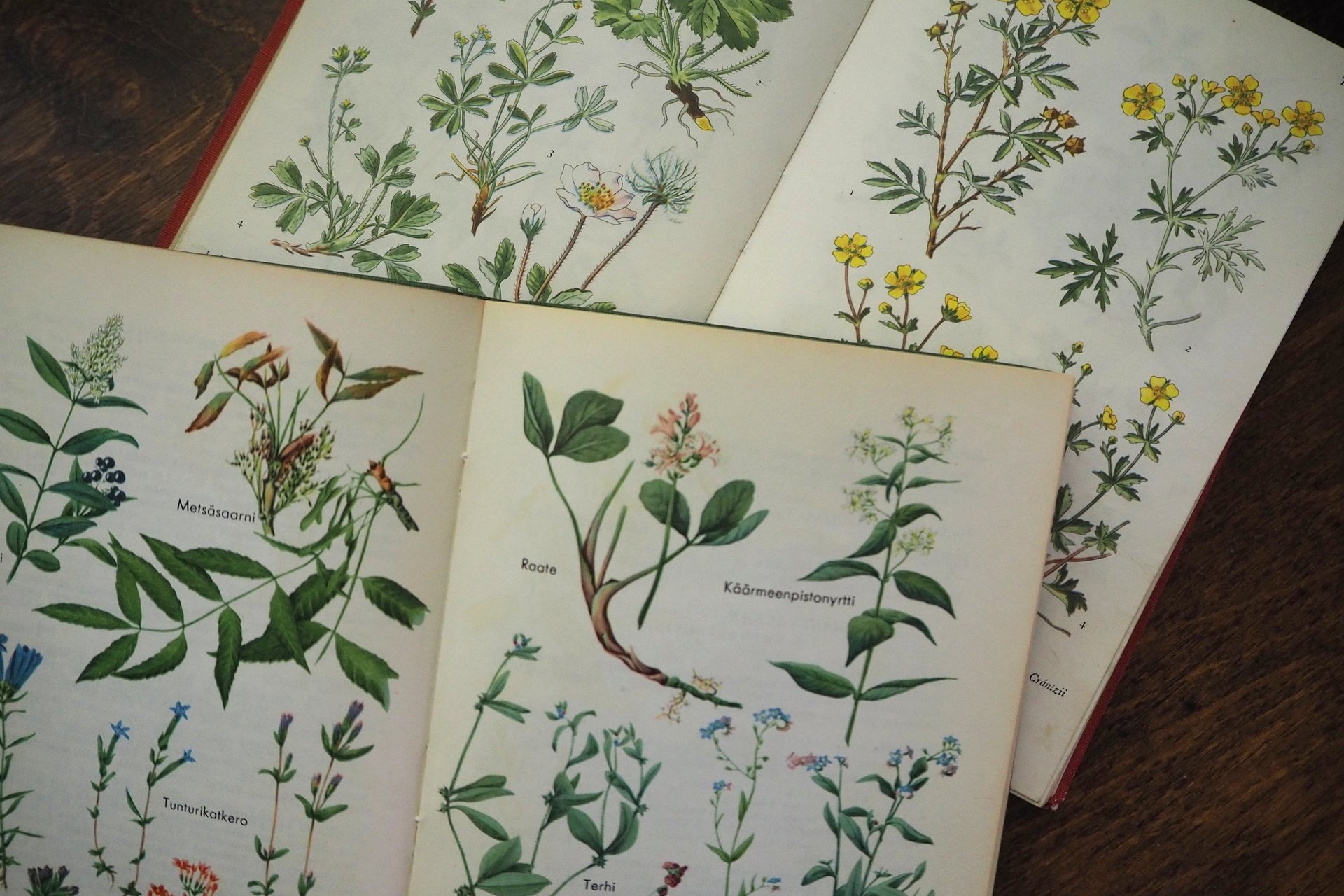 Vintage flower book set | Finnish flower books | Vintage botanical books | Illustrated flower books | Vintage floral illustrations