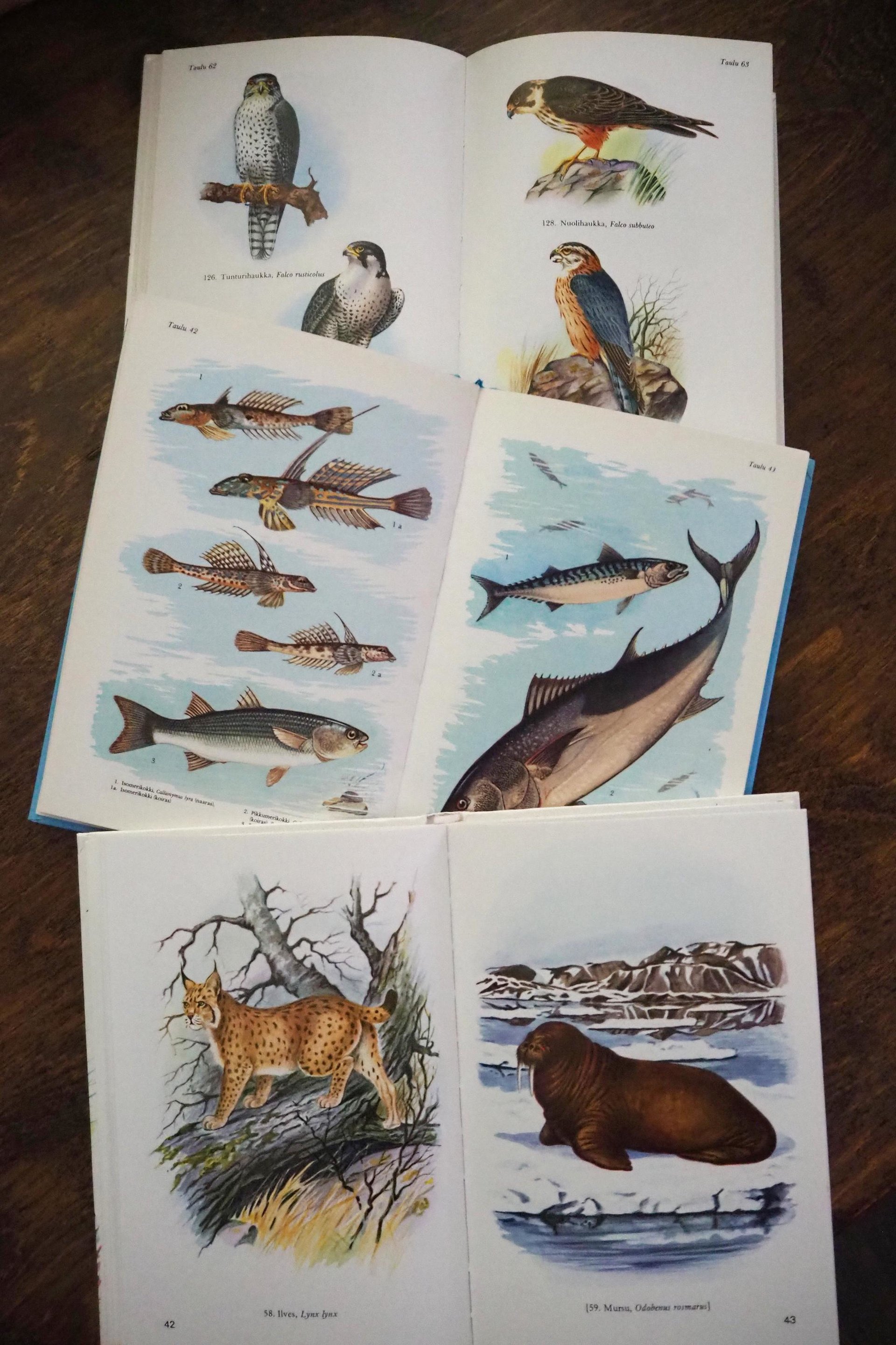 Vintage books | Scandinavian animal, bird and fish books | Illustrated bird, animal and fish books | Vintage illustrations | Finnish books