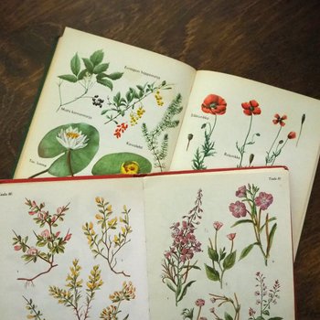 Vintage flower book set | Finnish flower books | Vintage botanical books | Illustrated flower books | Vintage floral illustrations
