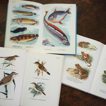 Vintage books | Scandinavian animal, bird and fish books | Illustrated bird, animal and fish books | Vintage illustrations | Finnish books