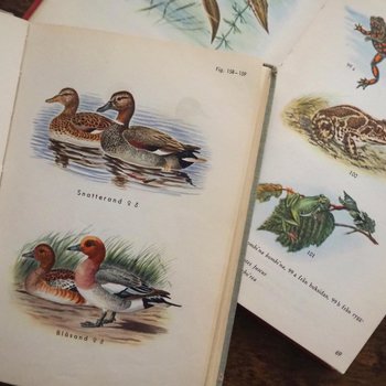 Vintage books | Scandinavian animal and bird books | Illustrated bird and animal books from 1950s | Vintage illustrations | Swedish books